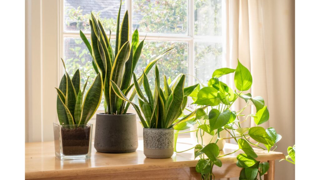 Snak Plant Care