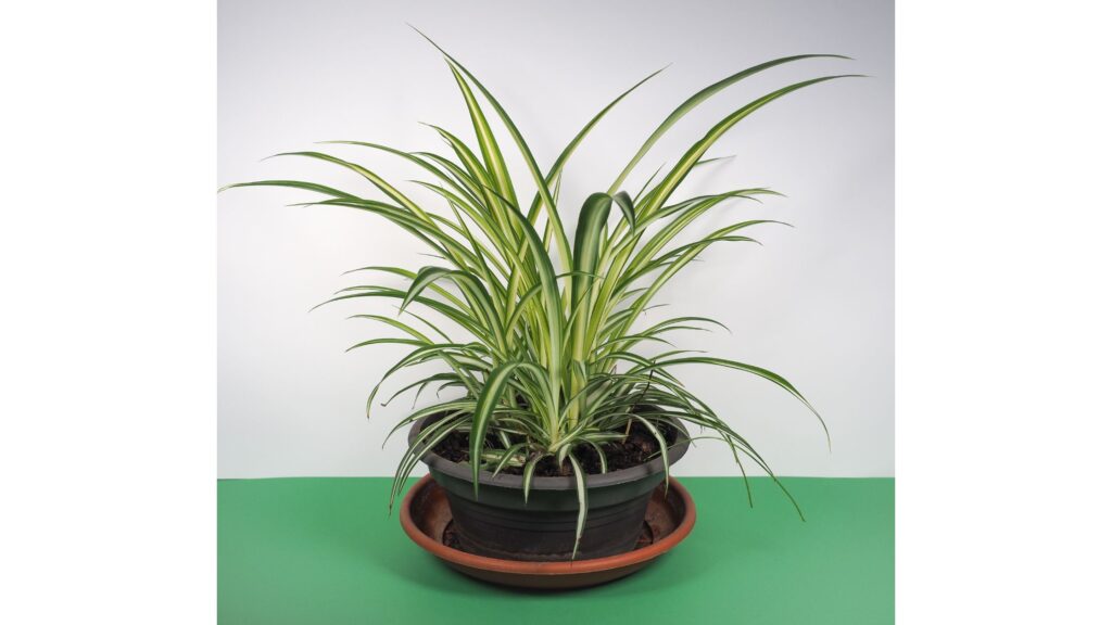 Snak Plant Care 3