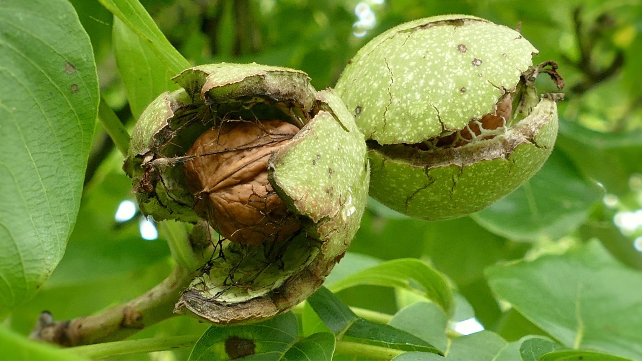 The Amazing Benefits of Walnuts: Nature’s Brain-Boosting Superfood The Amazing Benefits of Walnuts:
