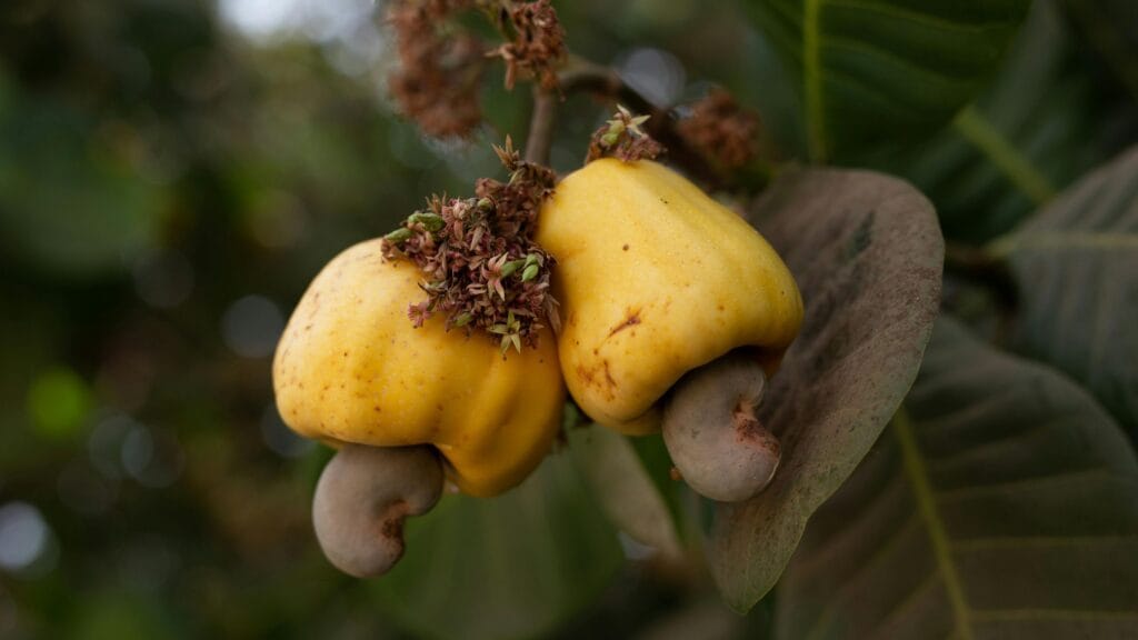 The Benefits of Cashews