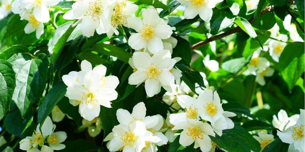Benefits of Growing Jasmine Plant