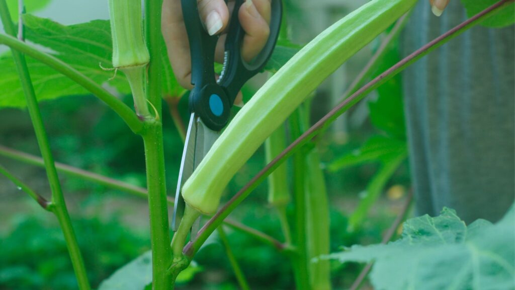 Lady's Finger gardening