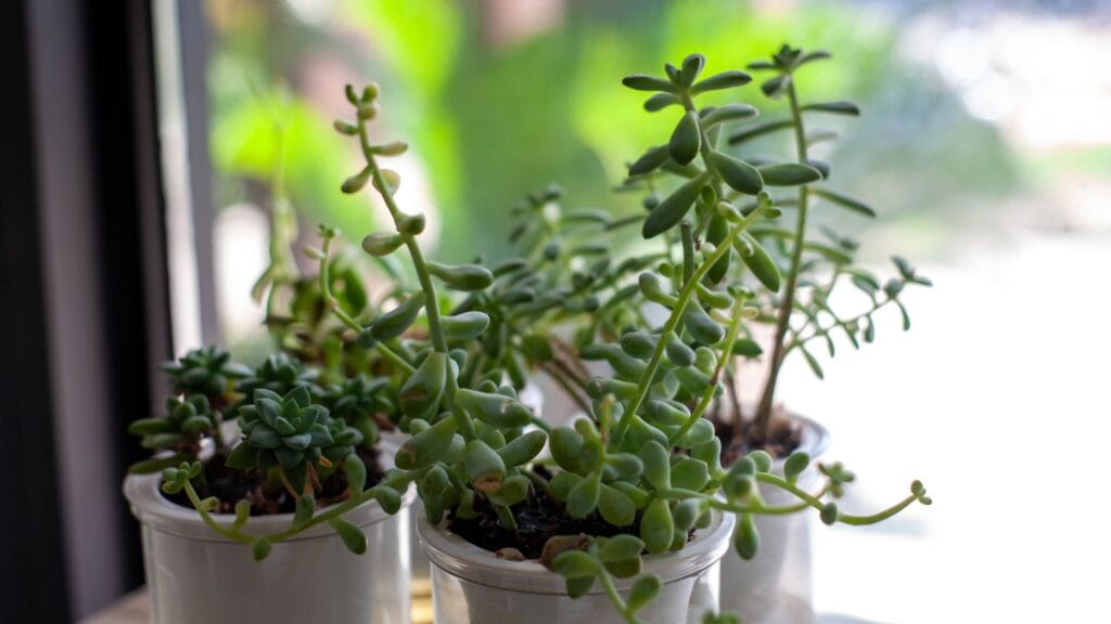 When Should You Repot a Jade Plant 1 1