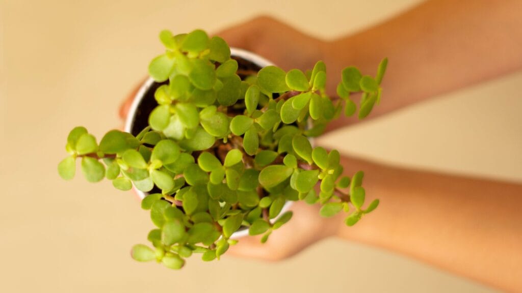 When Should You Repot a Jade Plant 3 1