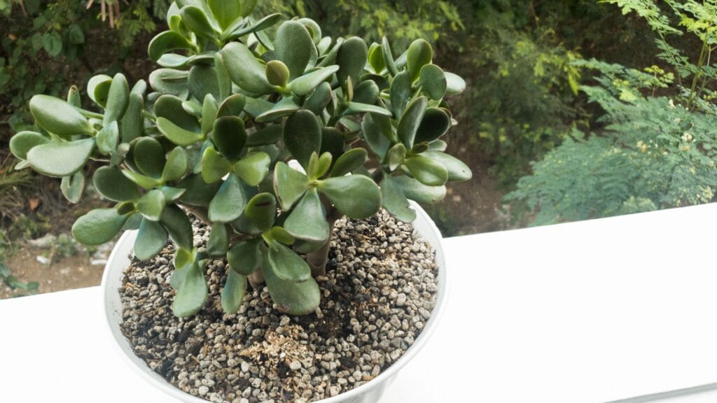 When Should You Repot a Jade Plant 4