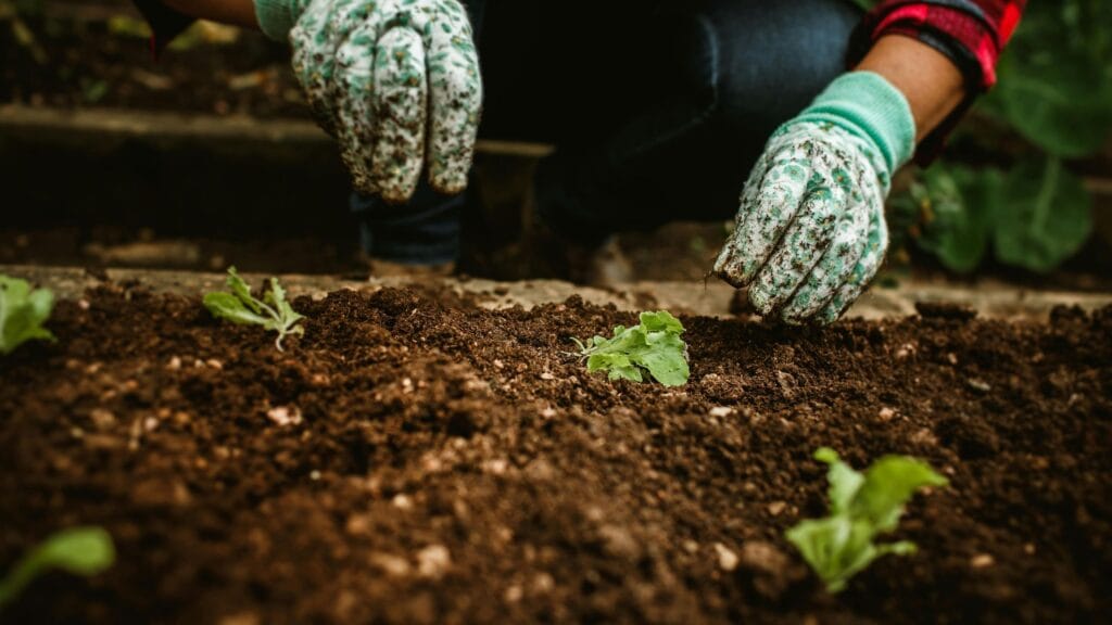 Where Can You Plant Hostas 1 1