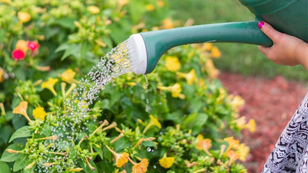 Where Can You Plant Hostas 2 2