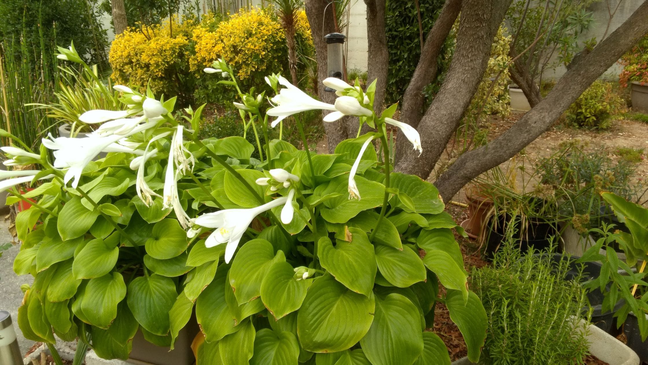 Where Can You Plant Hostas for Best Results? Where Can You Plant Hostas?