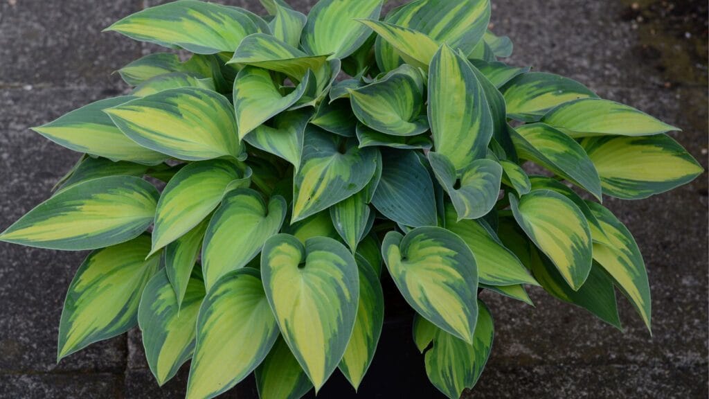 Where Can You Plant Hostas 4 1