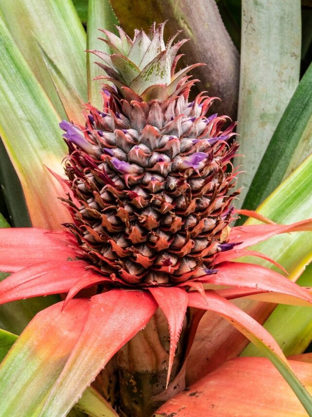 Pineapple is the powerhouse of nutrition