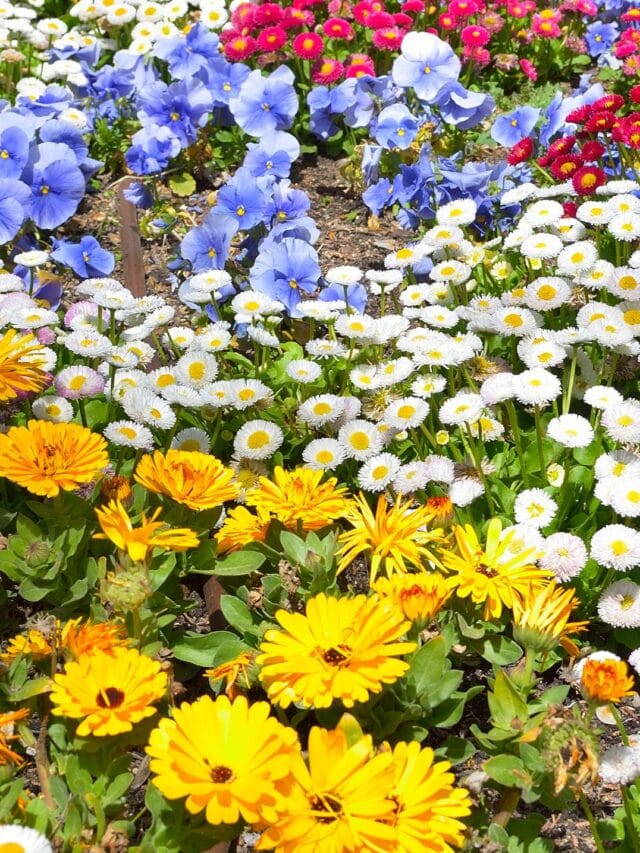 Most beautiful flowers ever