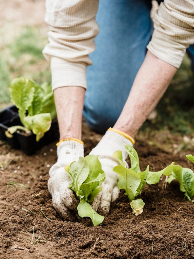 Top 10 vegetables that are generally considered easy to grow