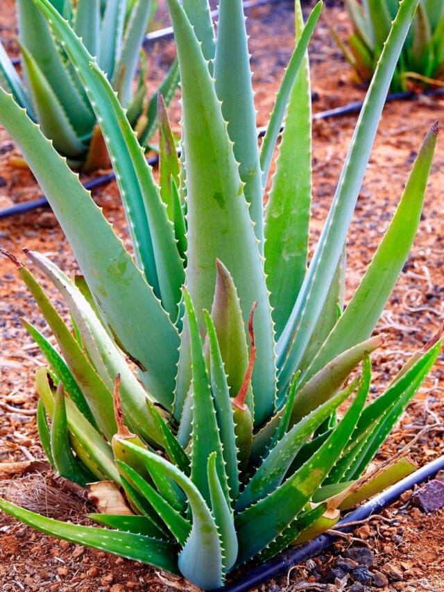 What is the use of aloe vera in our daily lives?