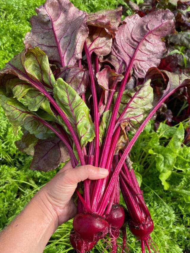What happens if you daily consume beet