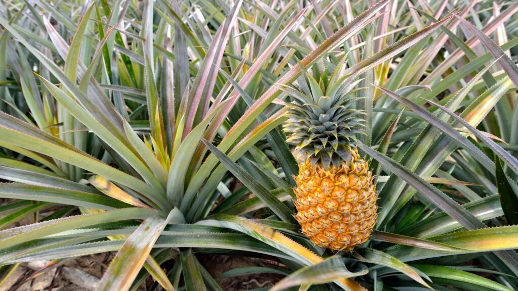Pineapple Gardening