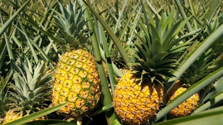 Pineapple Gardening