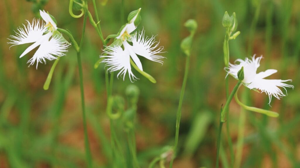 8 Rue Plants for a Unique and Medicinal Touch 1