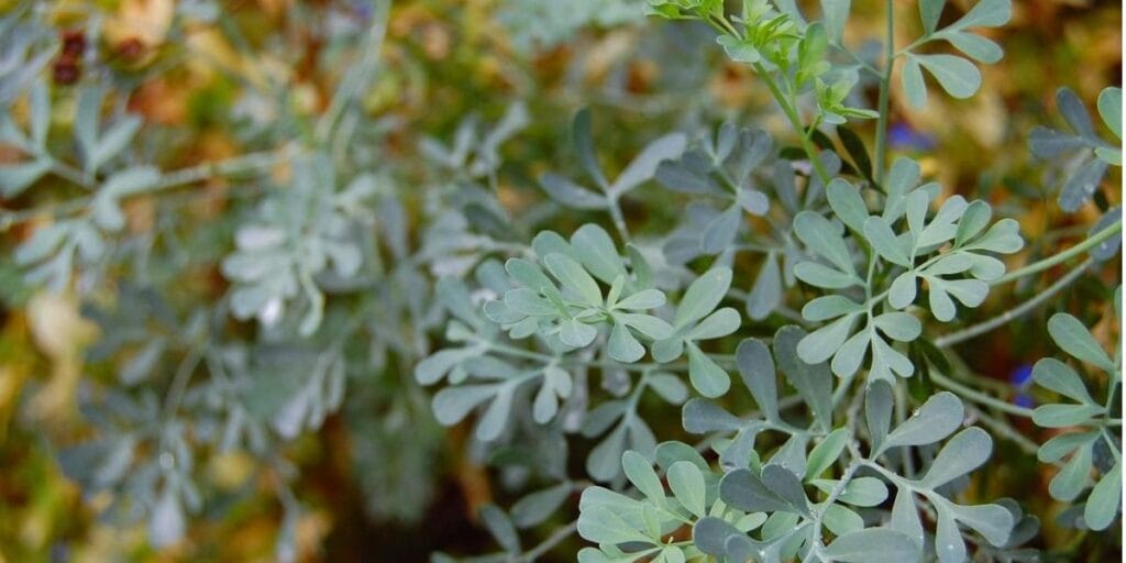 8 Rue Plants for a Unique and Medicinal Touch 3