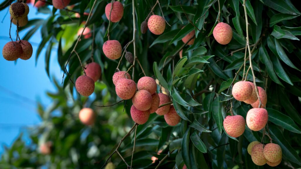 Benefits of Litchi A Sweet Fruit Packed with Nutrition 1