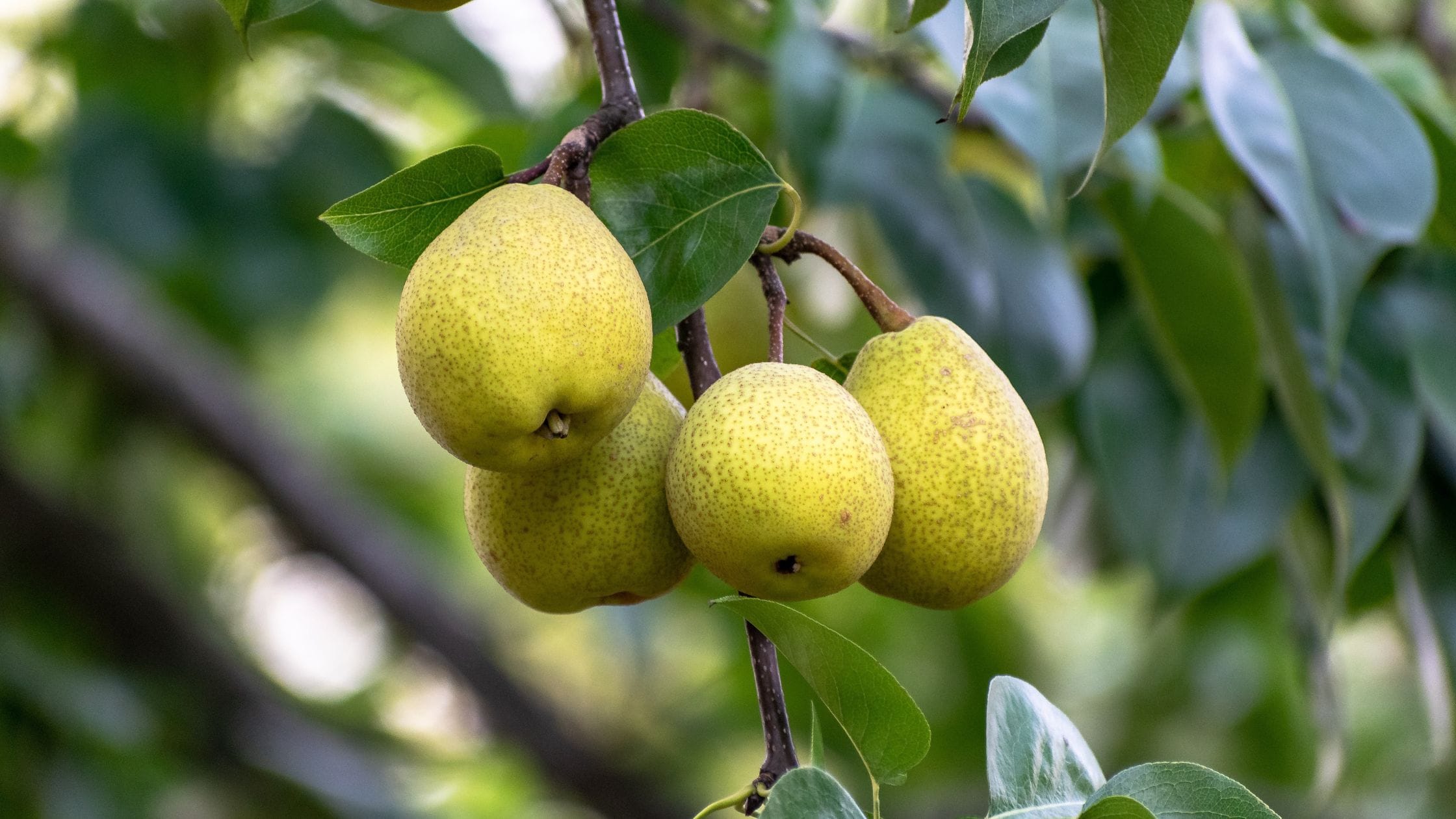 How Often Should You Water a Pear Tree? A Complete Guide for Healthy Growth How Often Should You Water a Pear Tree? A Complete Guide for Healthy Growth