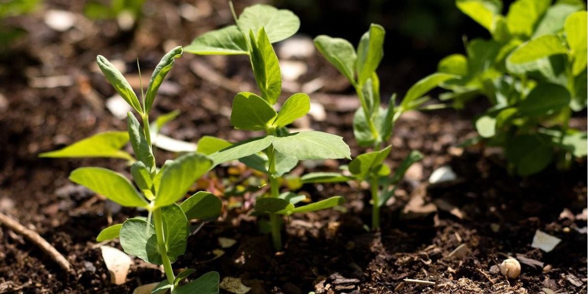 How to Grow Peas: A Complete Guide for Beginners