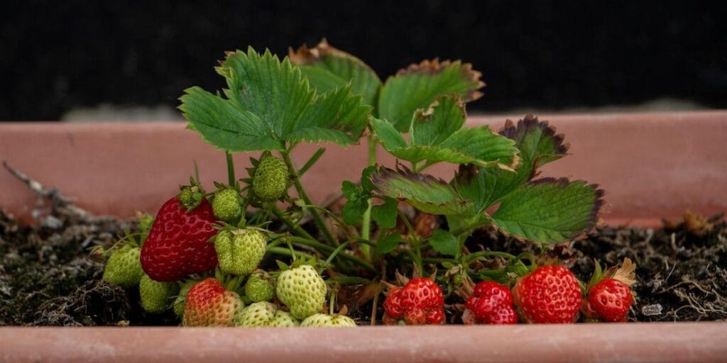 How to Grow Strawberries A Complete Guide for Beginners 3 3