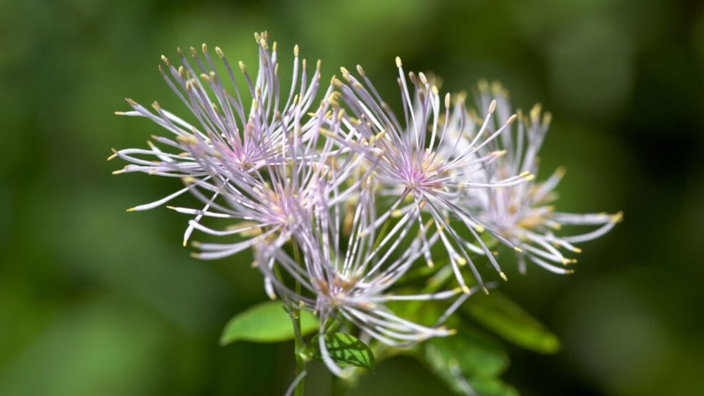 Mountain Rue Thalictrum spp 3
