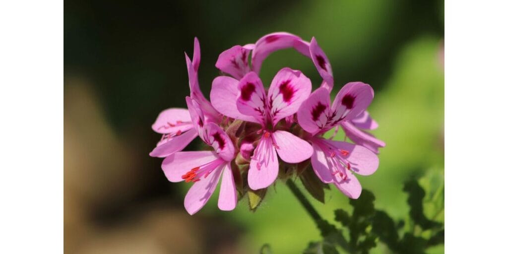 Pelargonium Geranium Plant Care and Growing Guide