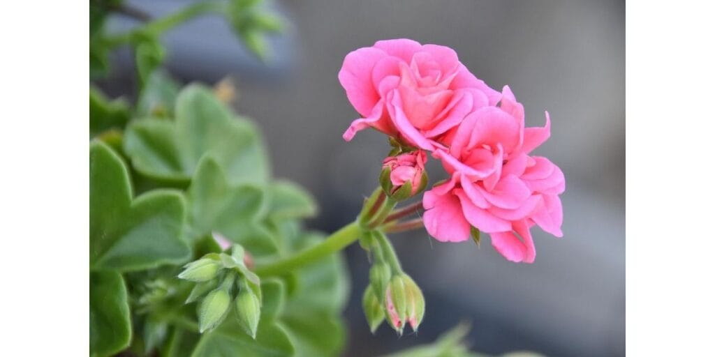 Pelargonium Geranium Plant Care and Growing Guide 3