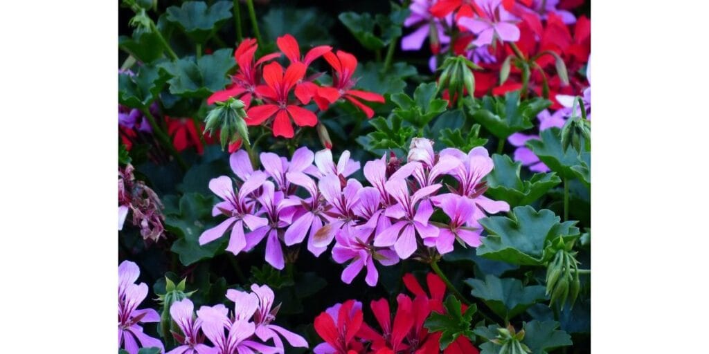 Pelargonium Geranium Plant Care and Growing Guide 4