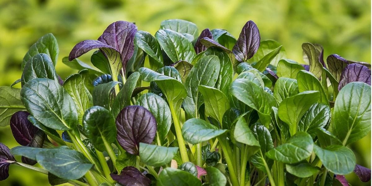 Spinach Benefits: Why This Green Superfood Deserves a Place in Your Diet