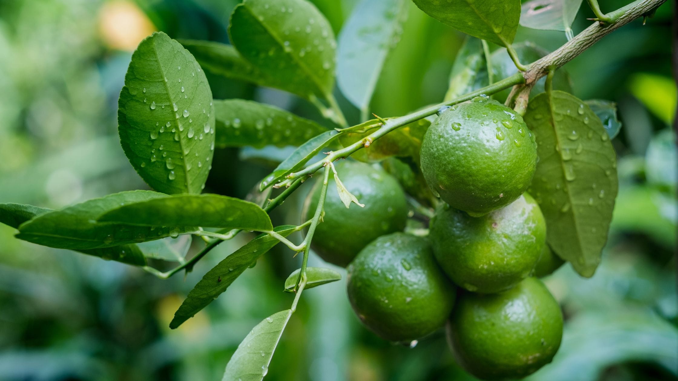 The Benefits of Lime in Water: A Simple Drink with Powerful Health Effects The Benefits of Lime in Water: A Simple Drink with Powerful Health Effects