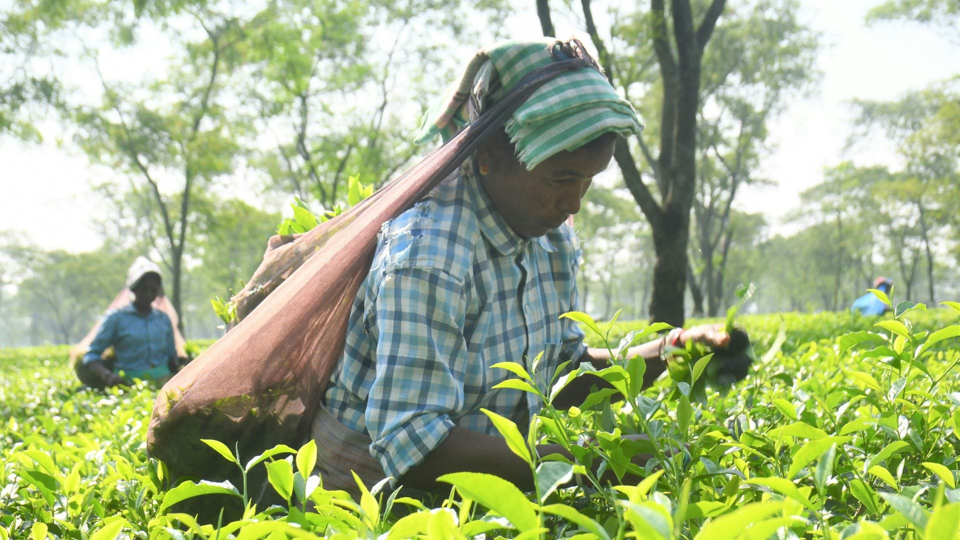 Rooibos Tea Plant 1