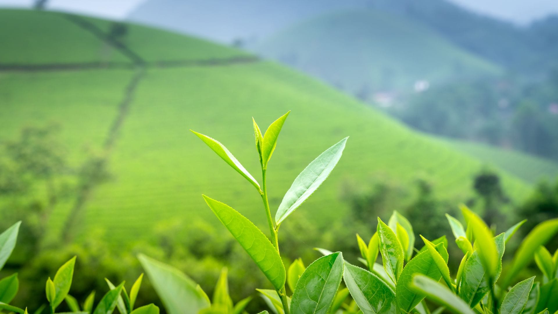 Rooibos Tea Plant