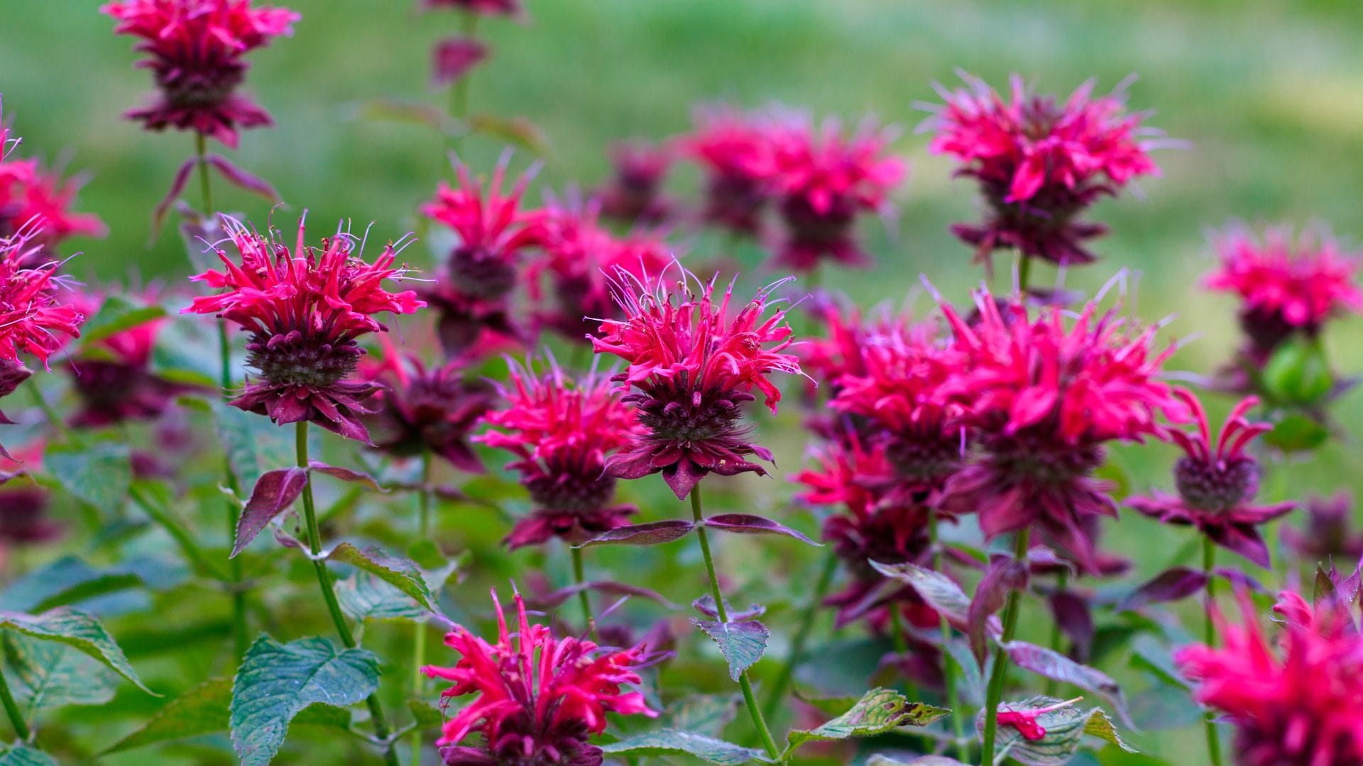 Bee Balm Plant