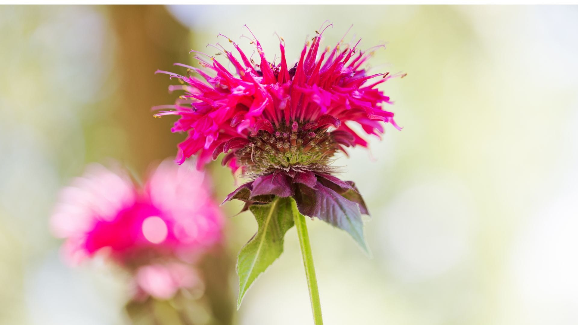 bee balm 1