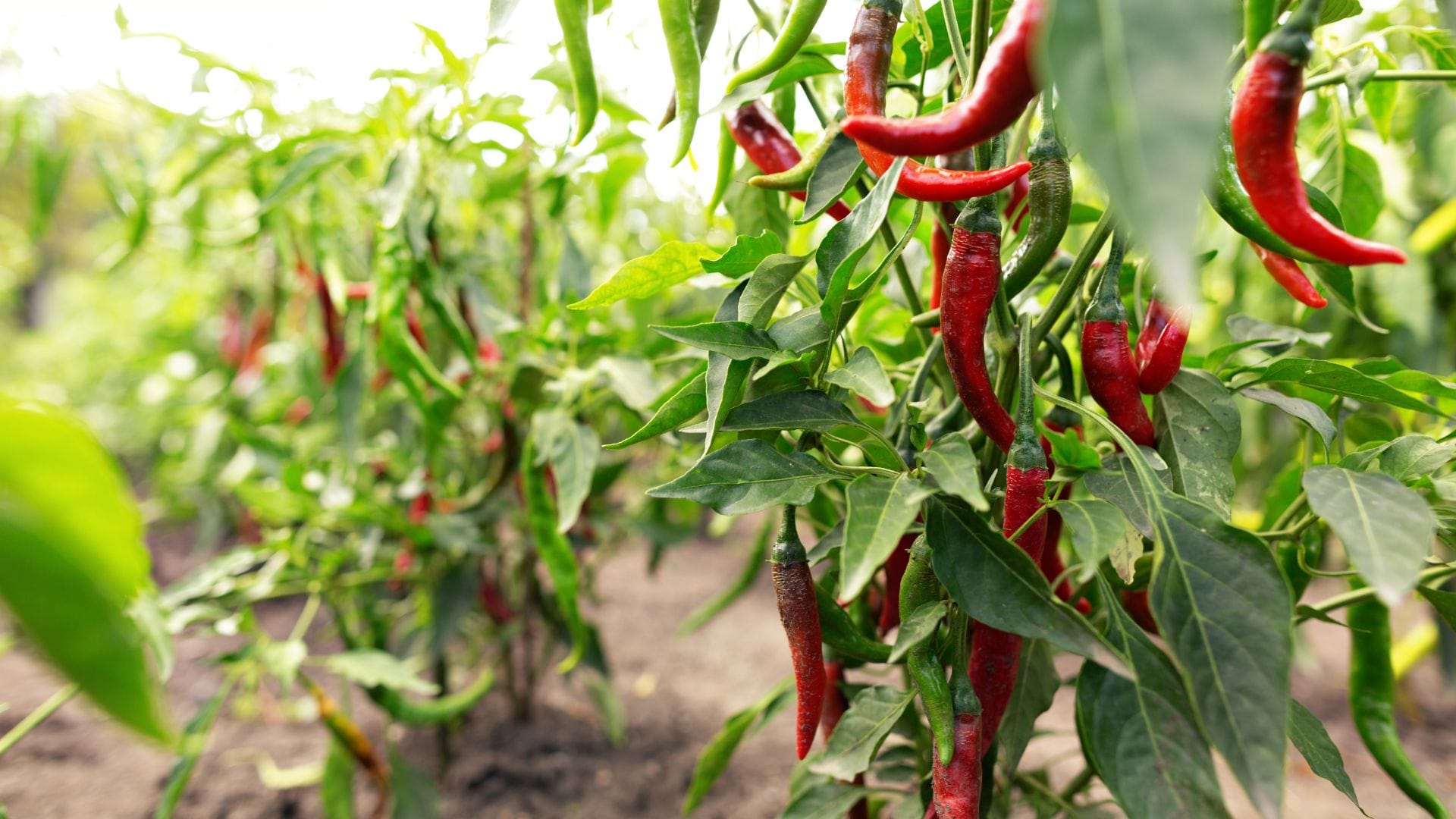 chilli 1