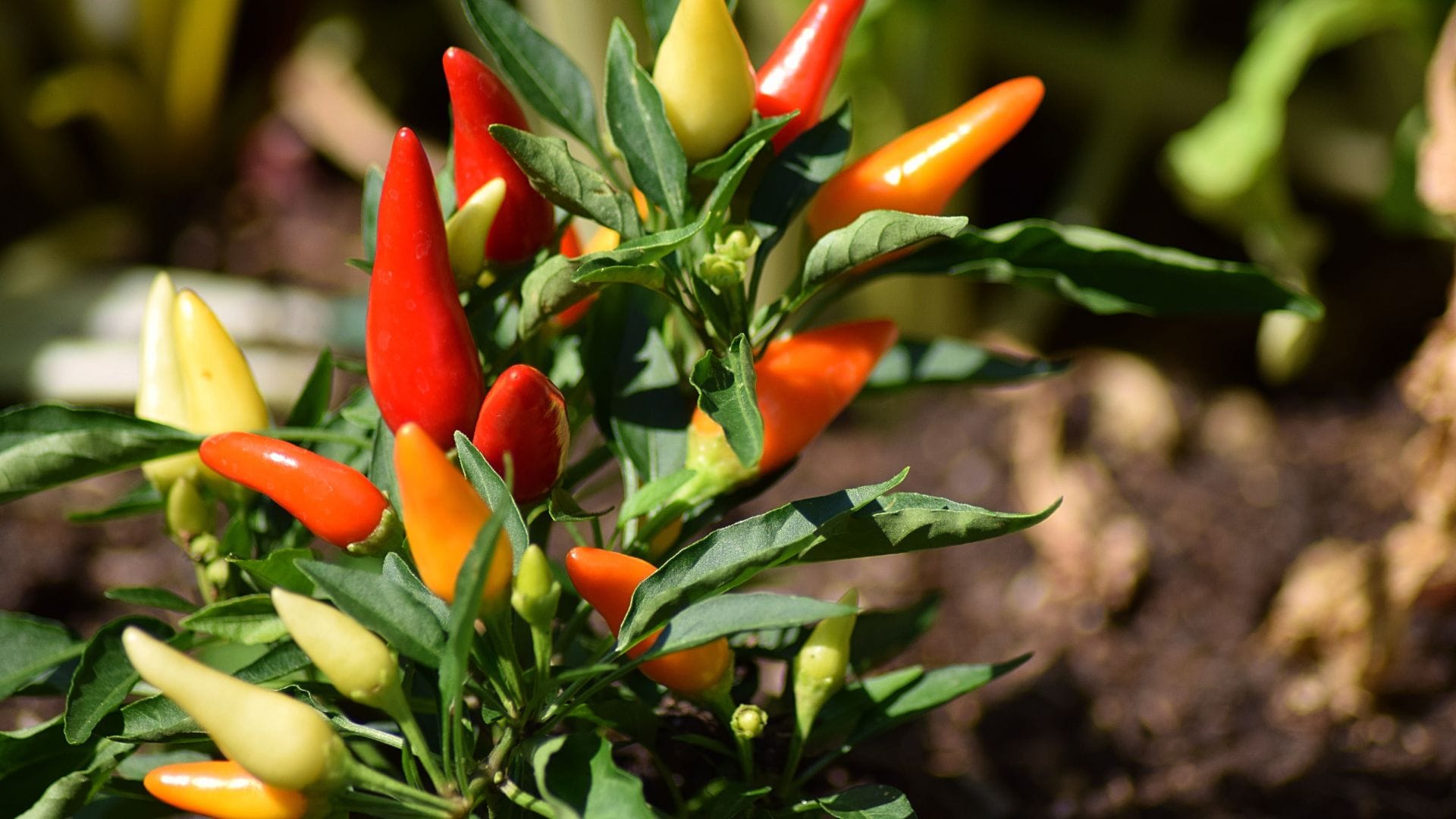 Ghost Chilli