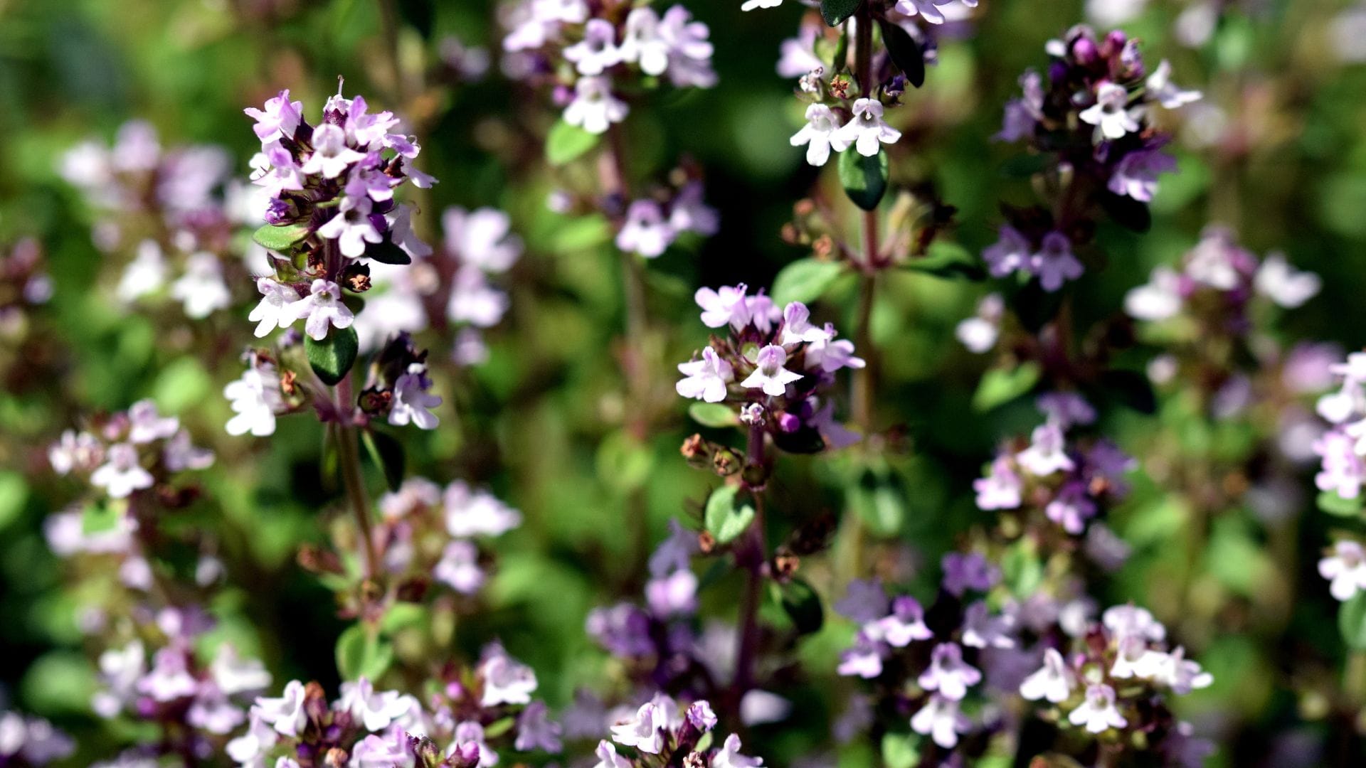 Mother of Thyme Plant