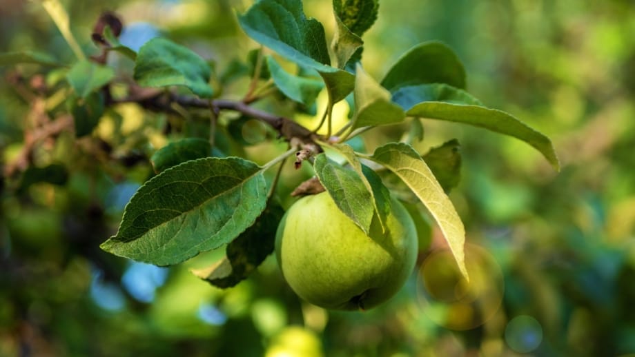 granny smith apple 920x518 1