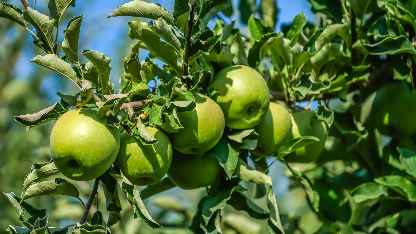 ‘Granny Smith’ Apple Trees