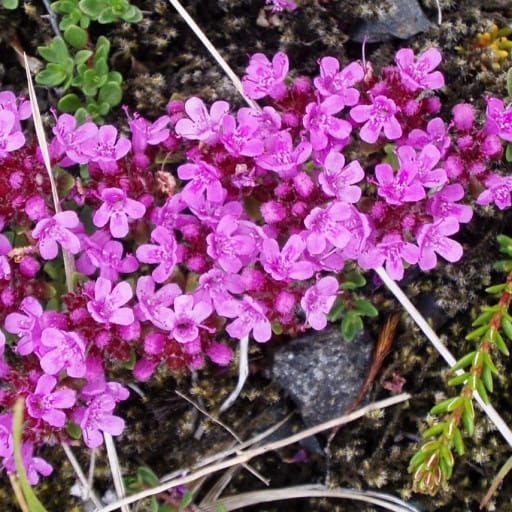 thymus