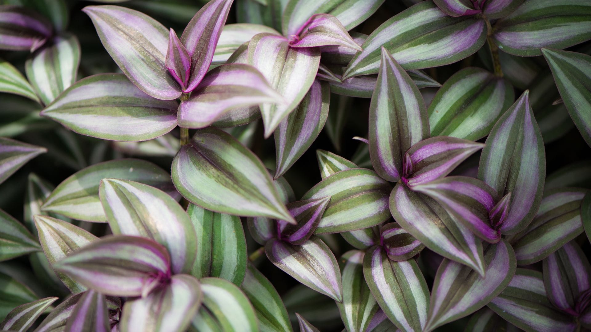 wandering jew 1