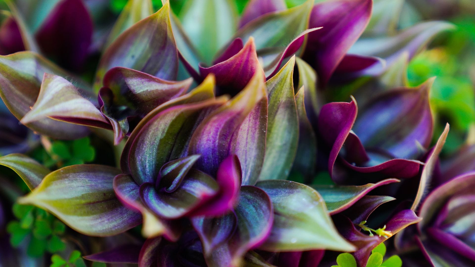 Wandering Jew