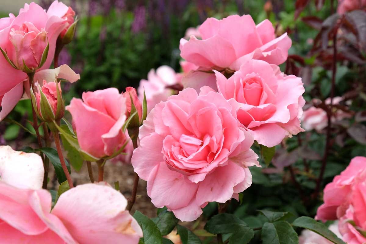 Shrub Roses