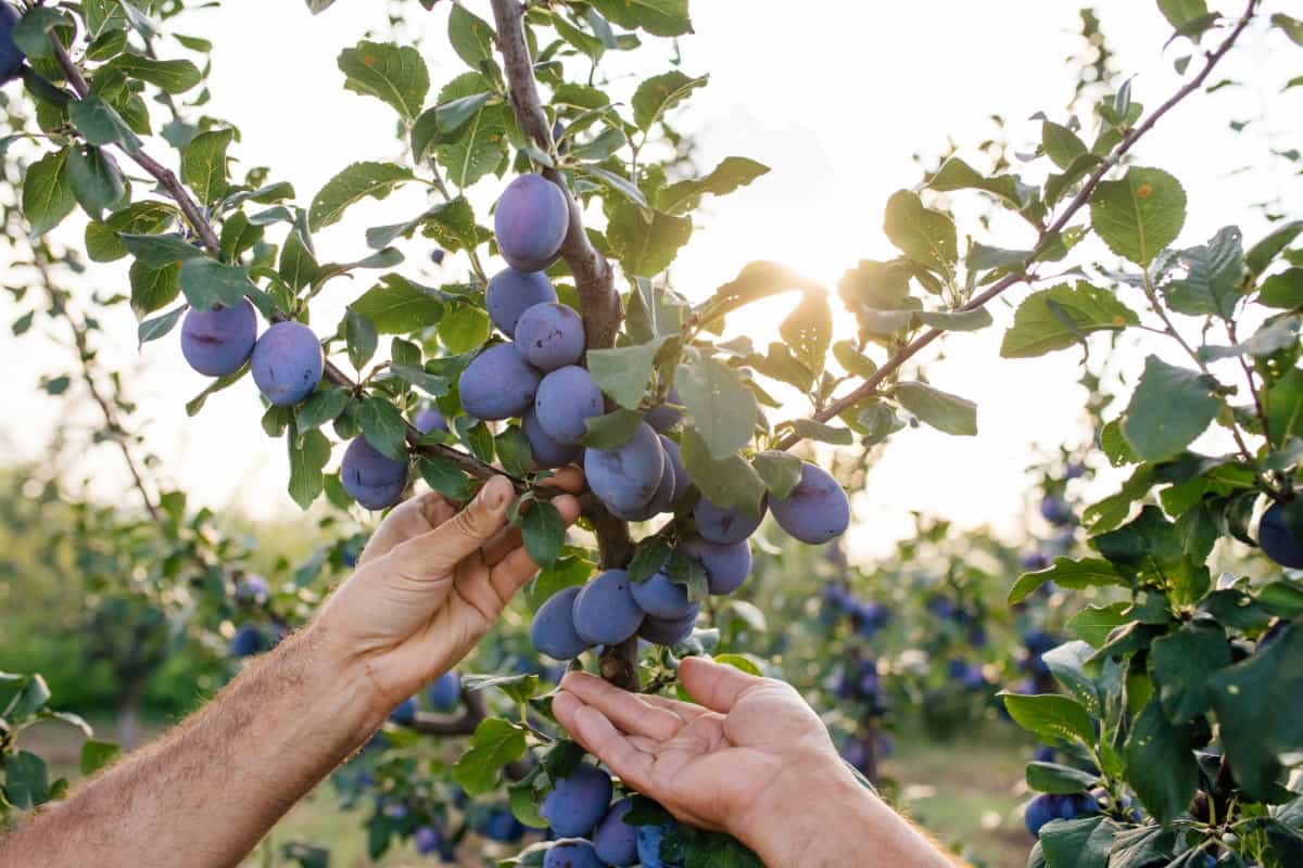 Step by Step Guide to Plum Cultivation 1