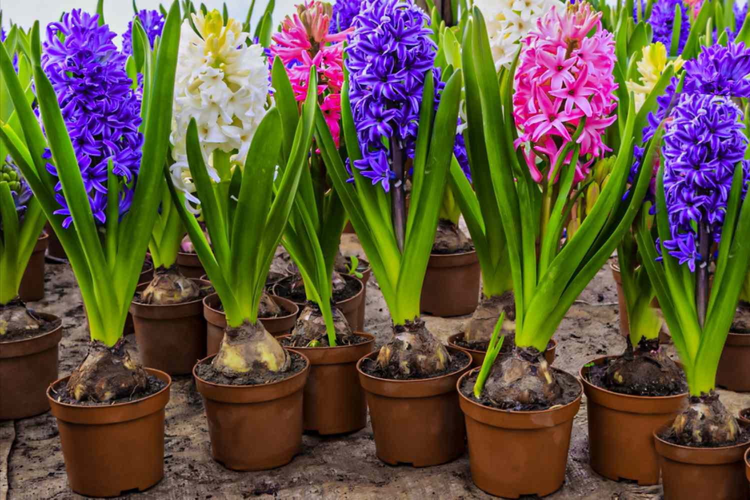 Hyacinth Blooms