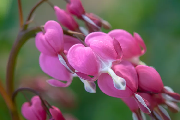 growing bleeding heart plants 1402834 05 edfc43130b2d4073afbd906256490211