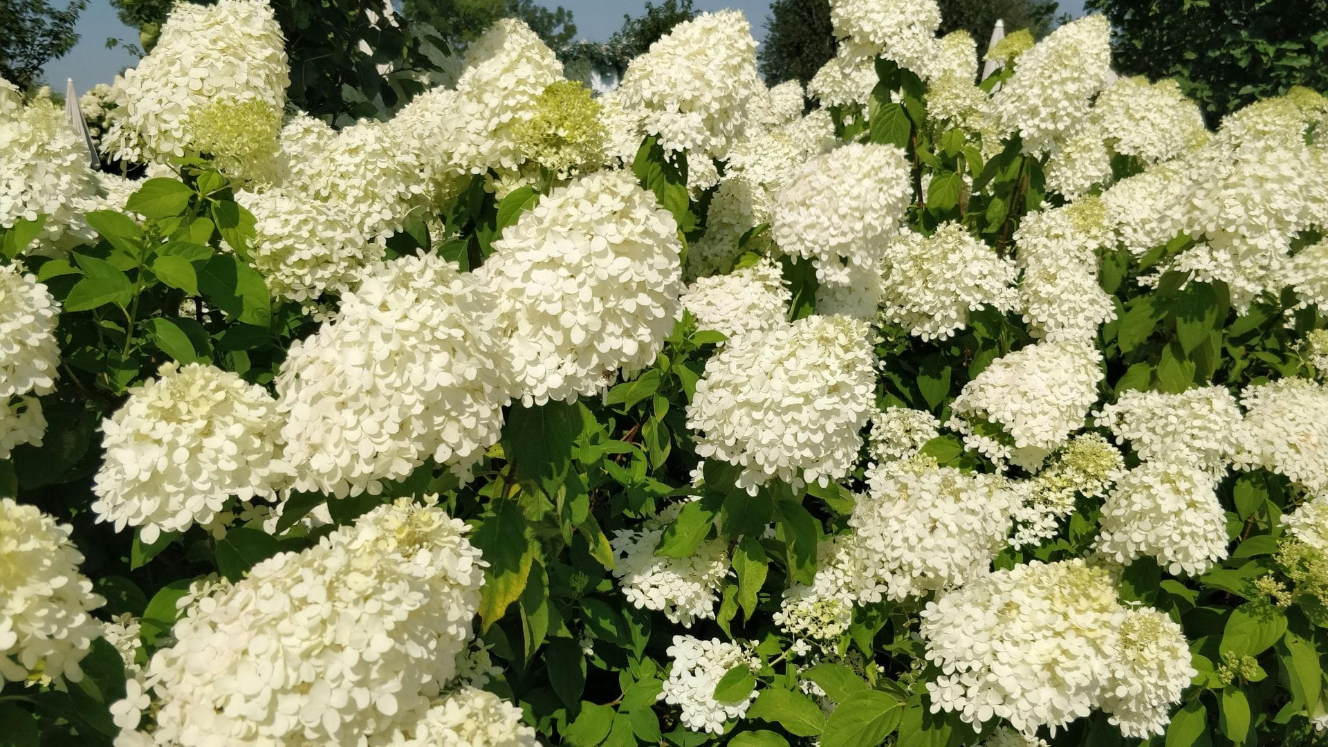 Oak Leaf Hydrangea Planting