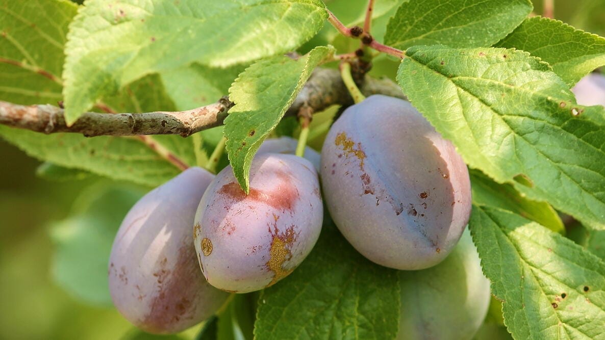 How to Grow Plums